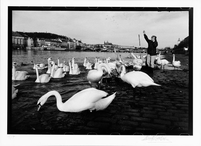 N á p l a v k a____