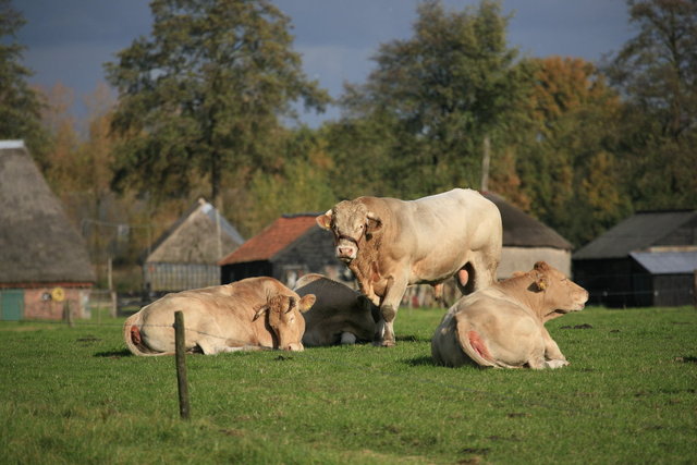 koeien bij marle