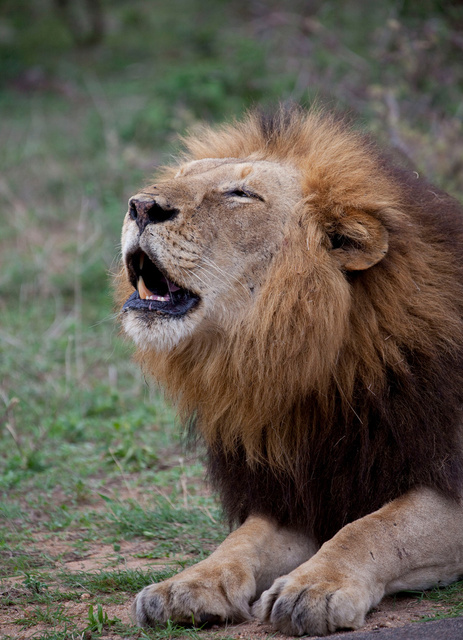 Lion roaring