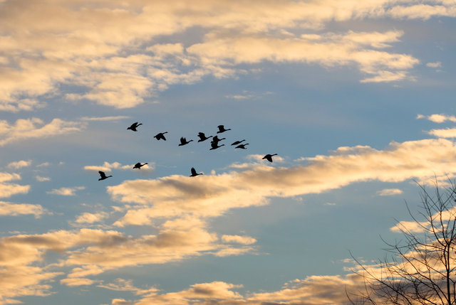 Canada Geese, February, southern Ohio