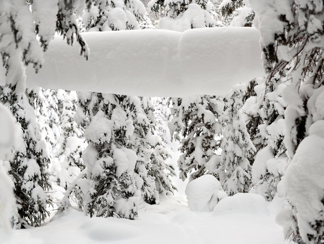 HorizontalTreeInSnow3CropWP1231_VY5N7031-as-Smart-Object-1.jpg