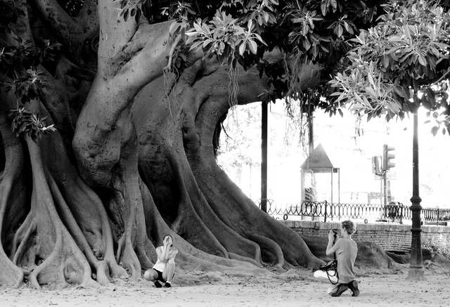 300 year old ficus