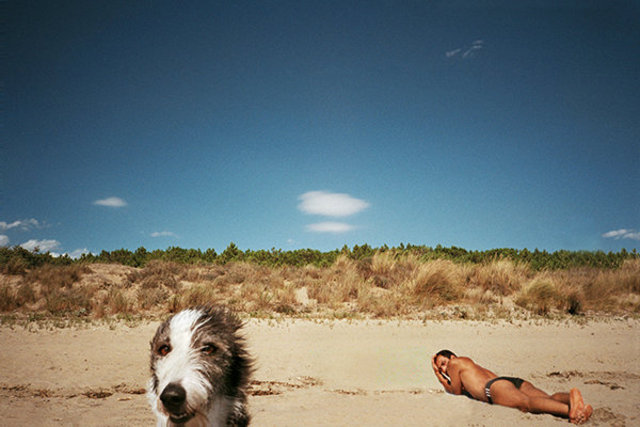 dog-first-beach-rt.jpg