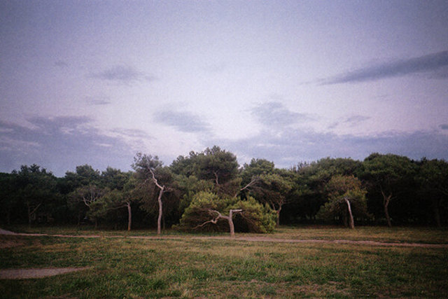 trees-baratti-wb6.jpg