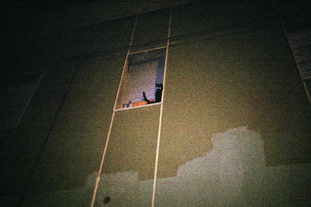 cat 1 window copia.jpg