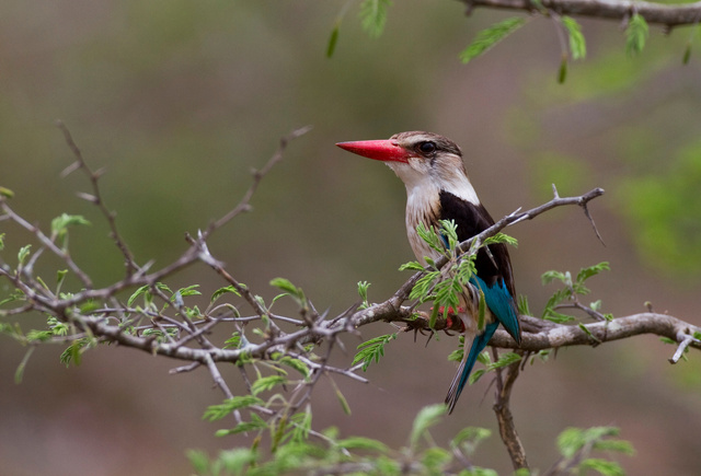 Brown-hooded Kingfisher