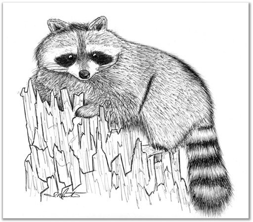 drawing_racoon.jpg