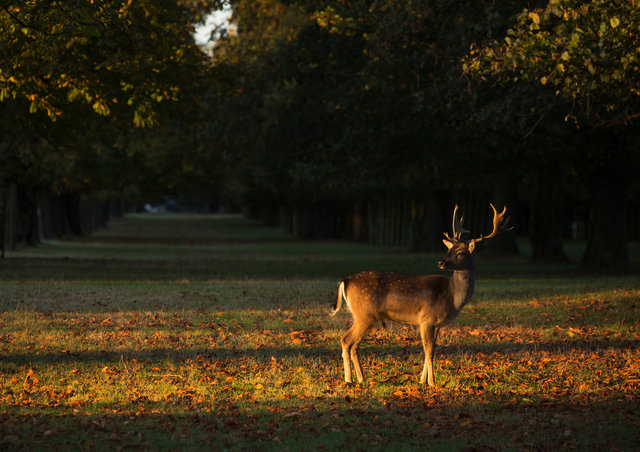 Fallow Deer Buck