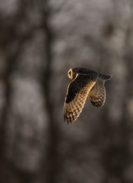Short-eared Owl