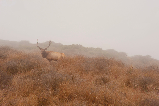 Tutle Elk, Point Reyes, California