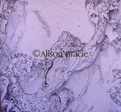 Genghis by Alison Gracie