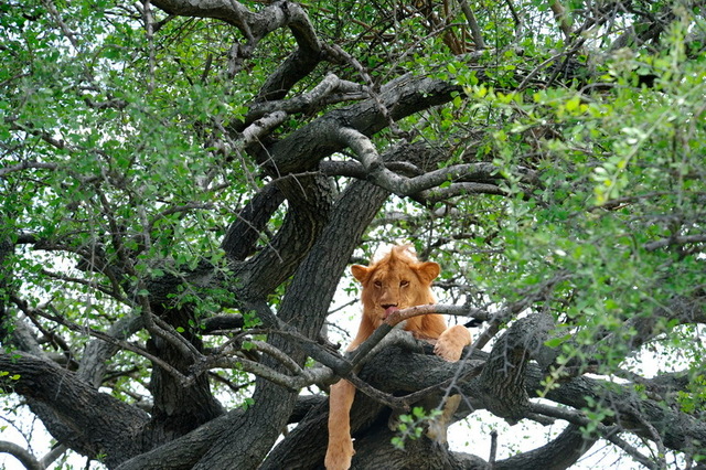 Rare Tree Lioness, Masai Mara