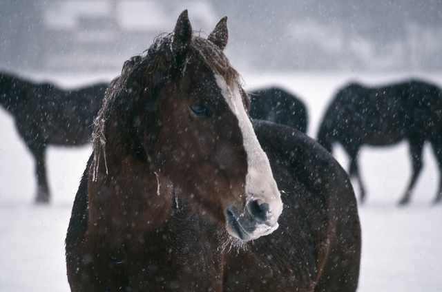 Oregon horse snow.jpg