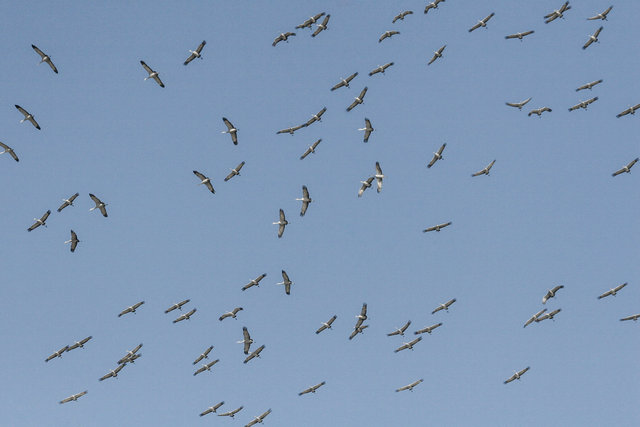 sandhillcranes.jpg