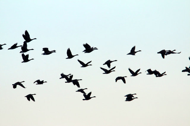 Canada Geese, February, southern Ohio