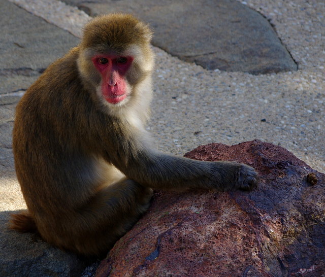 Japanese Macaques City Park Launceston (3) VB.JPG