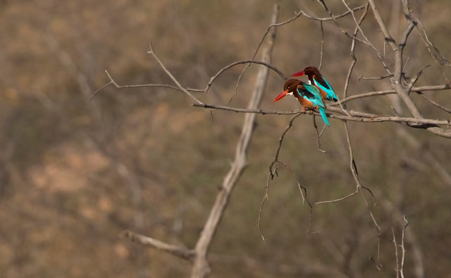 White-throated Kingfishers