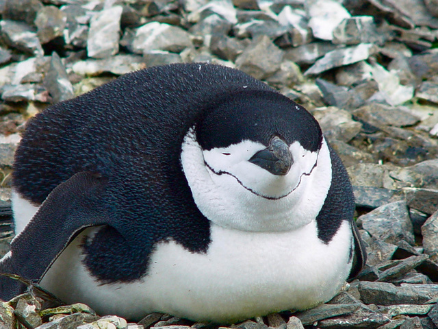 Chinstrap Penguin,Half Moon Island, Antarctica