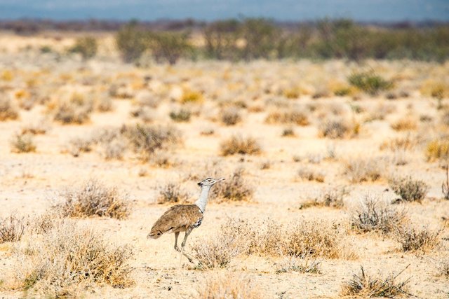 Kori Bustard, Namibia