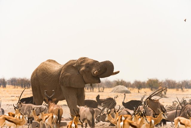 Elephant, Namibia