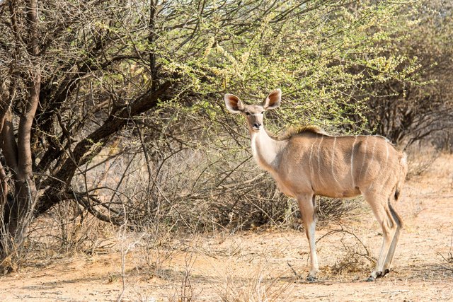 Kudu, Namibia