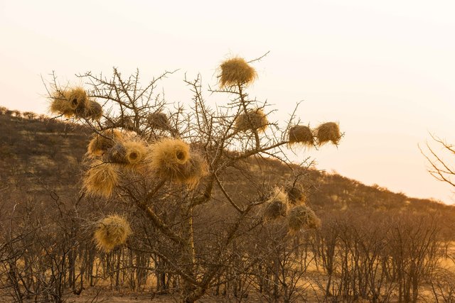 Weaver Nsst, Namibia