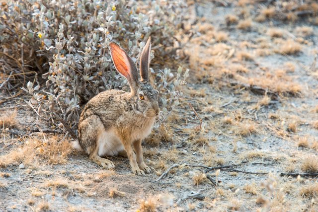 Cape Hare, Namibia