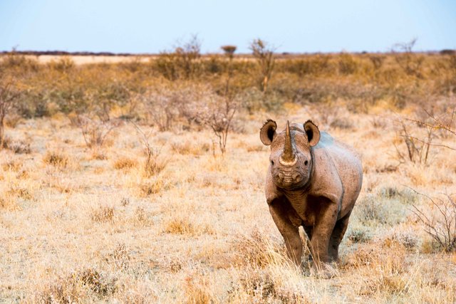 Black Rhinoceros,Namibia