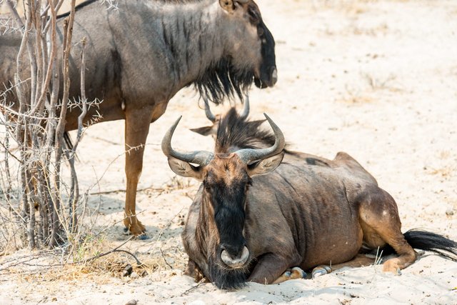 Wildebeest, Namibia