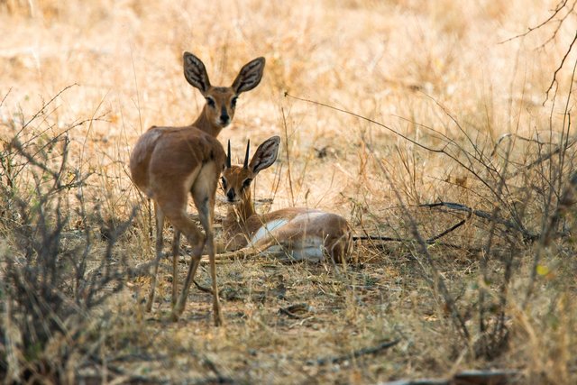 Impala, Namibia
