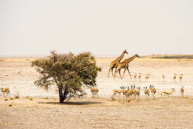 Giraffe, Namibia