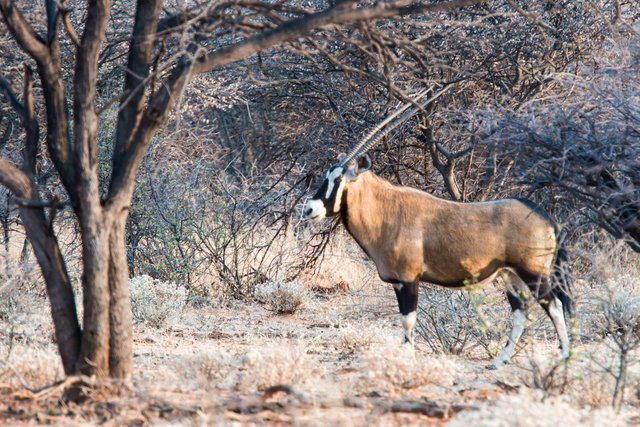 Gemsbox, Namibia