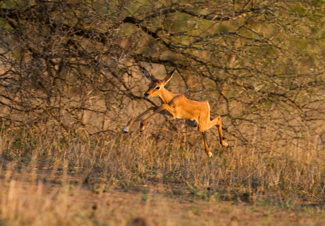 Young impala leaping