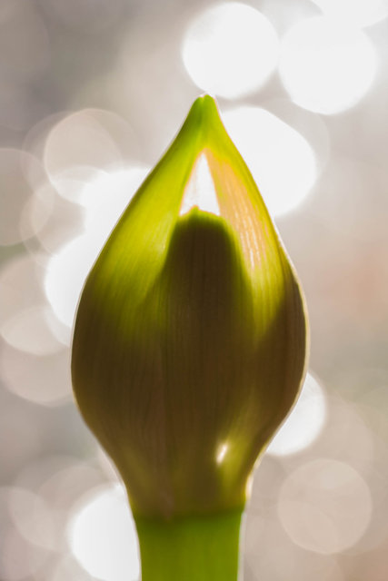 Amaryllis bud