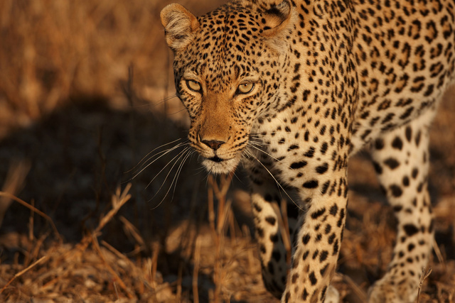 Leopard