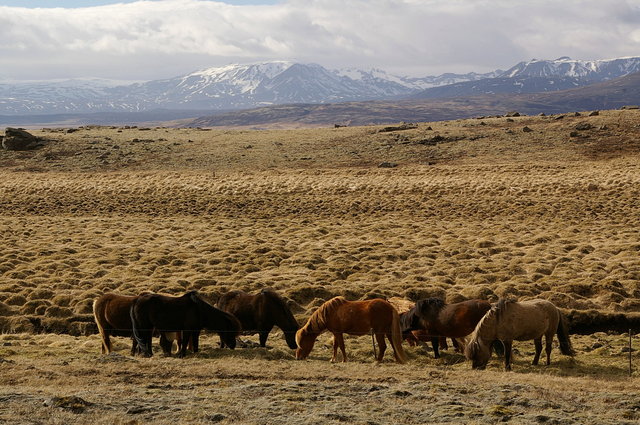 Icelandic ponies & Middalsfjall VB.JPG