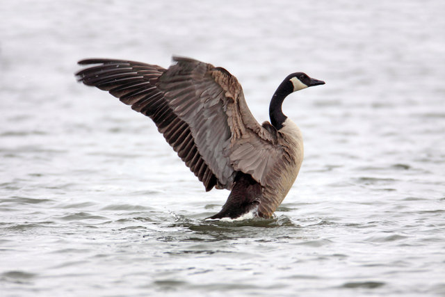 Canada Goose, winter, Ohio