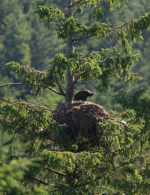 White-tailed Sea Eagle chick