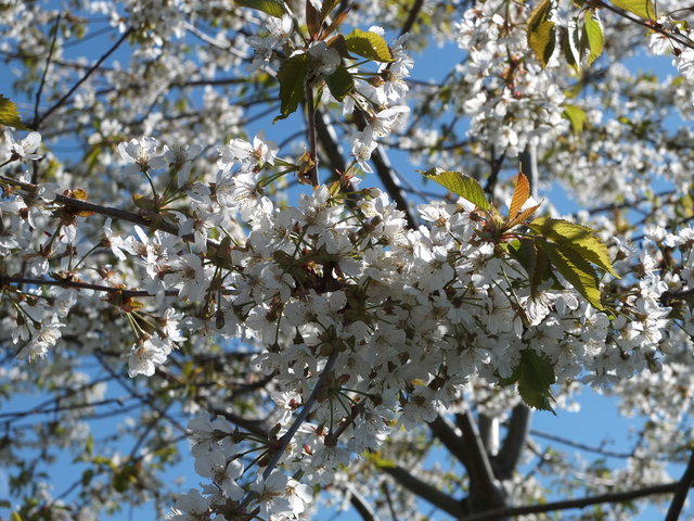 White Blossom 7 by Alison Gracie
