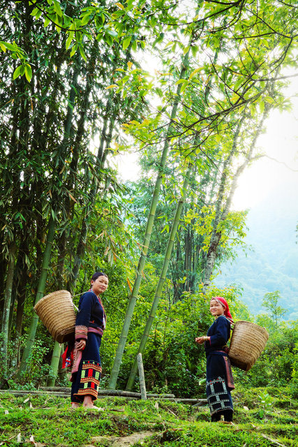 Basket Packs