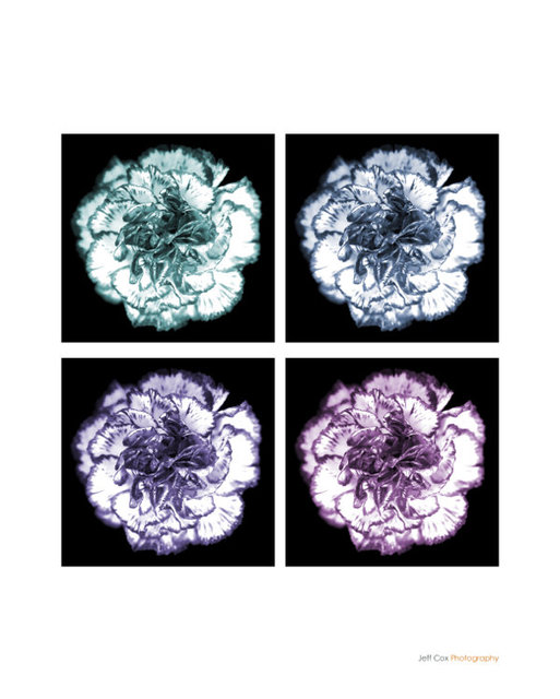 flowersC.jpg