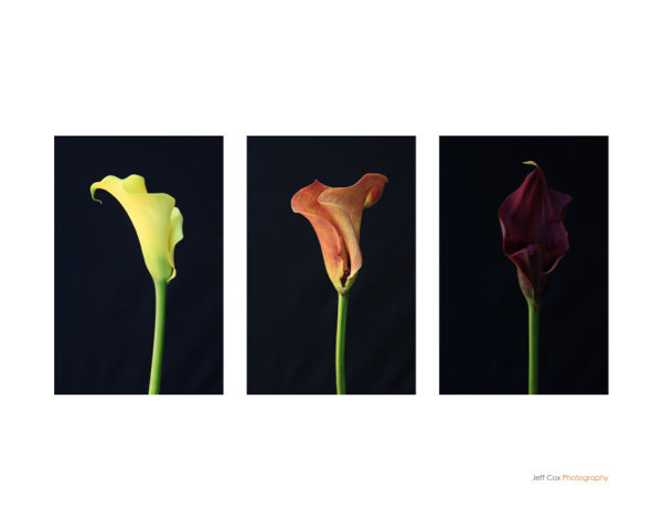 flowersB.jpg