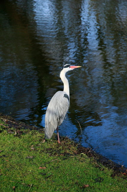 reiger