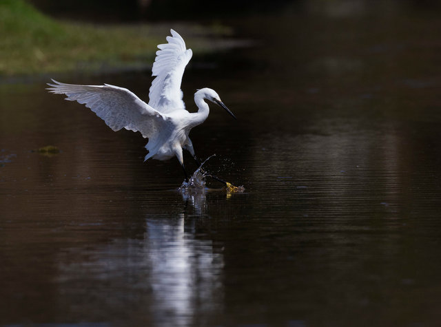 Little egret