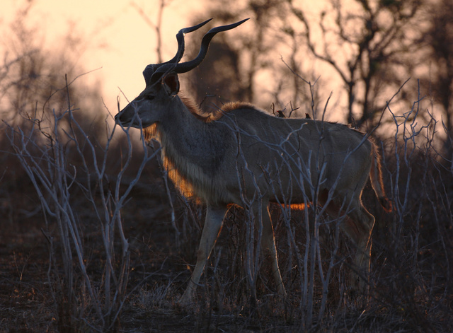 Kudu