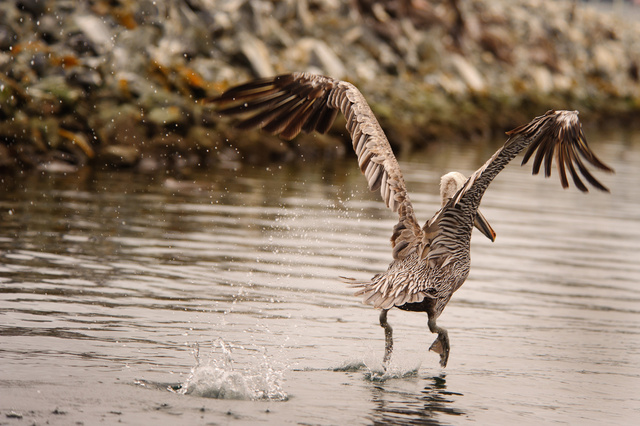 Pelican, Half Moon Bay, Caifornia