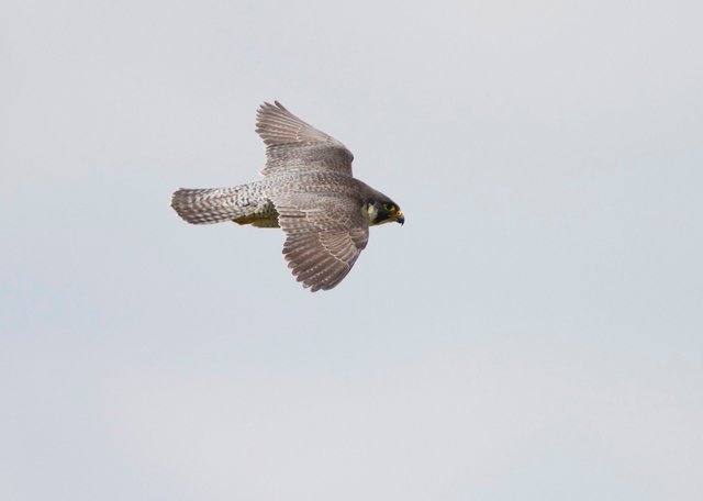 Peregrine falcon