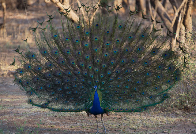 Indian Peafowl displaying