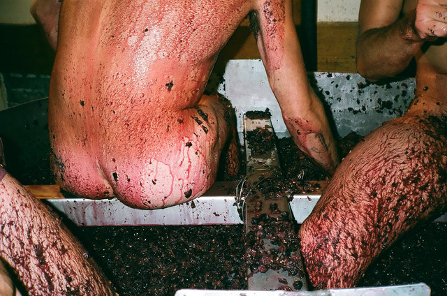 le cul dans le raisin, Condrieux, 2009.jpg