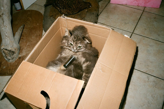 cat in the box, Zehlendorf, 2012.jpg